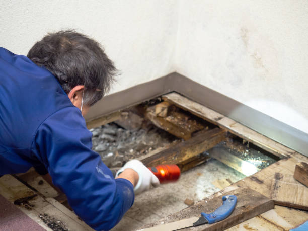 Best Certified Mold Removal  in Chama, NM