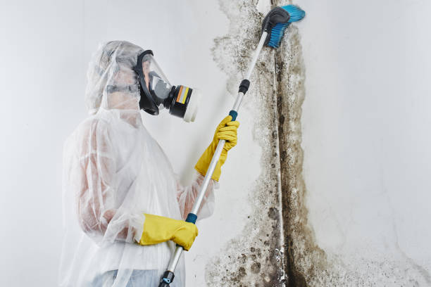 Best Mold Testing  in Chama, NM