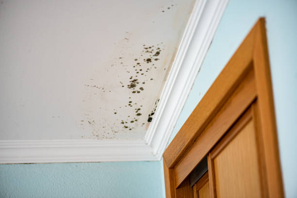 Trusted Chama, NM Mold Removal Experts