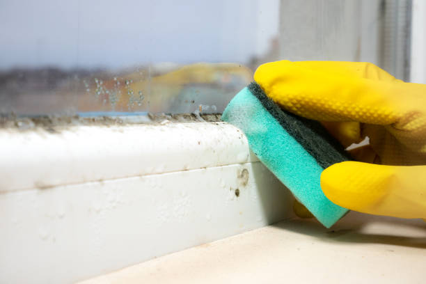 Best Mold Remediation Services  in Chama, NM